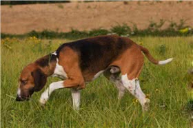 佩狄芬犬