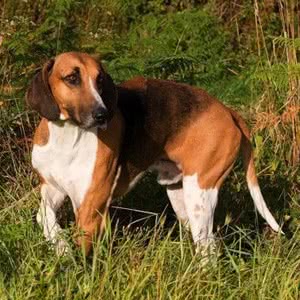 佩狄芬犬