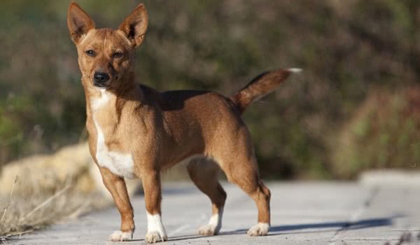 葡萄牙波登可犬 葡萄牙波登可犬