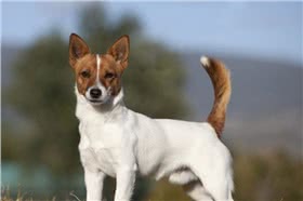 葡萄牙波登可犬