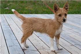 葡萄牙波登可犬