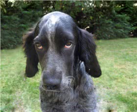 皮卡弟猎犬