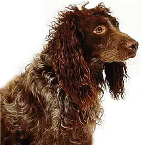 蓬托德梅尔猎犬