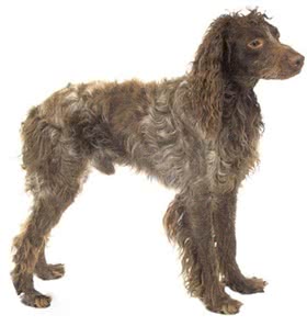 蓬托德梅尔猎犬