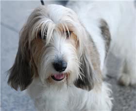 小格里芬旺德短腿犬