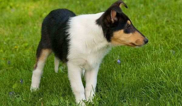 平毛牧羊犬 平毛牧羊犬