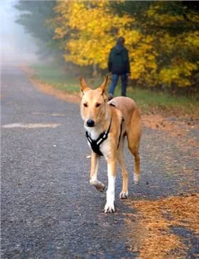 平毛牧羊犬