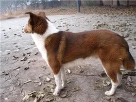 平毛牧羊犬