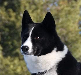 卡累利亚猎熊犬