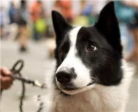 卡累利亚猎熊犬