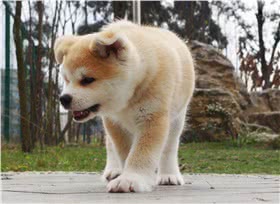 秋田犬