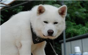 秋田犬
