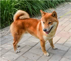 秋田犬