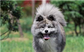 秋田犬