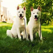 秋田犬