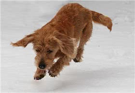 浅黄不列塔尼短腿犬