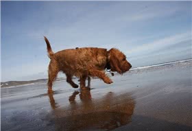 浅黄不列塔尼短腿犬