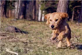 浅黄不列塔尼短腿犬