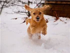 浅黄不列塔尼短腿犬