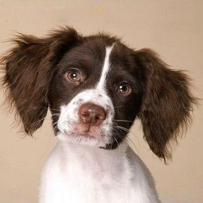 浅黄布列塔尼格里芬犬