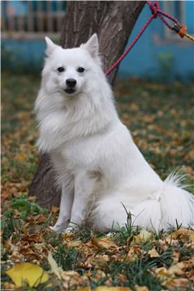 银狐犬
