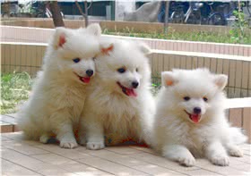 银狐犬