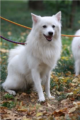银狐犬