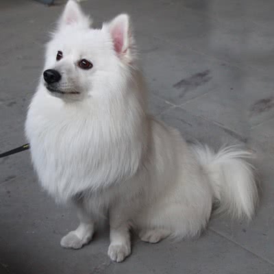 银狐犬