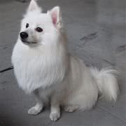 银狐犬