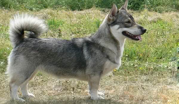 瑞典柯基犬 瑞典柯基犬