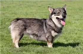瑞典柯基犬