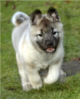 瑞典猎鹿犬