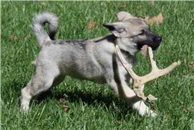 瑞典猎鹿犬