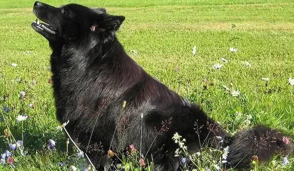 瑞典拉普猎犬 瑞典拉普猎犬