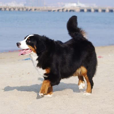 伯恩山犬