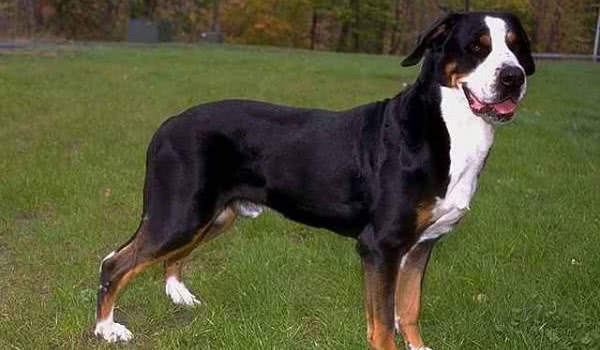 瑞士猎犬 瑞士猎犬