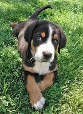 瑞士猎犬