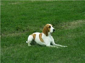 瑞士猎犬