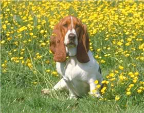 瑞士猎犬