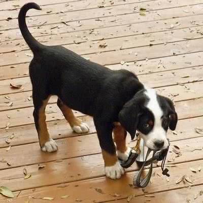 瑞士猎犬
