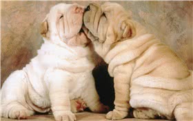 沙皮犬
