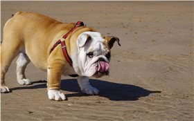 沙皮犬