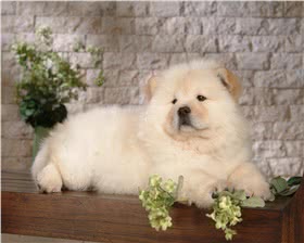 松狮犬