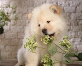 松狮犬