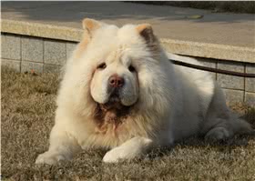 松狮犬