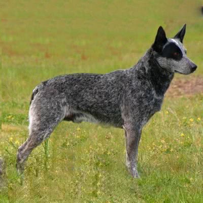 阿登牧牛犬