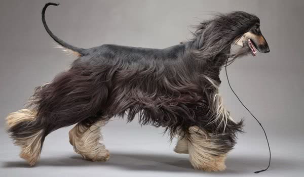 阿富汗猎犬