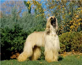 阿富汗猎犬