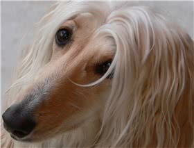 阿富汗猎犬