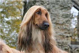 阿富汗猎犬